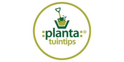 Planta