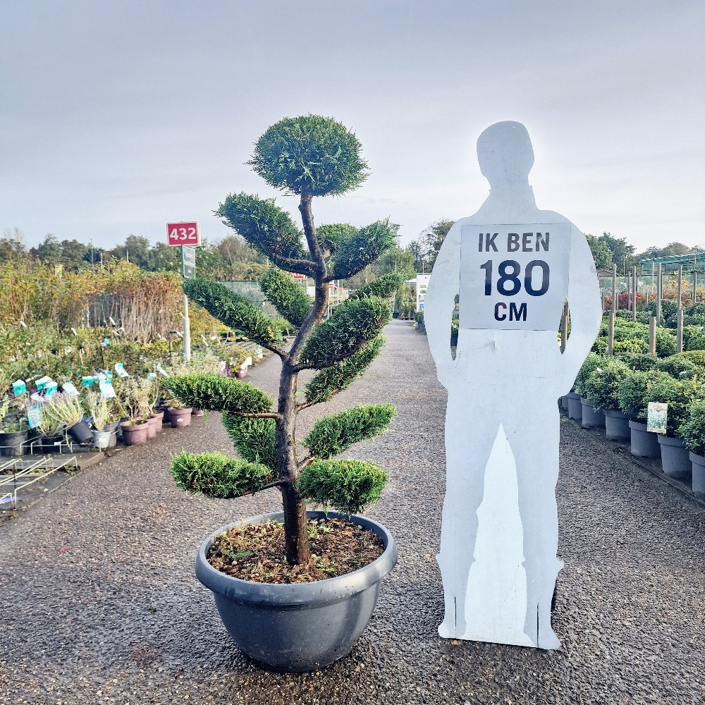 Cupressocyparis leylandii 'Castlewellan Gold' 140-160, CONT, BONSAI | Planta