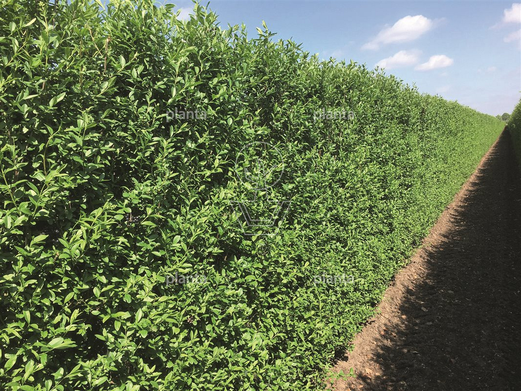Ligustrum vulgare 'Atrovirens' 150-175, C12 | Planta