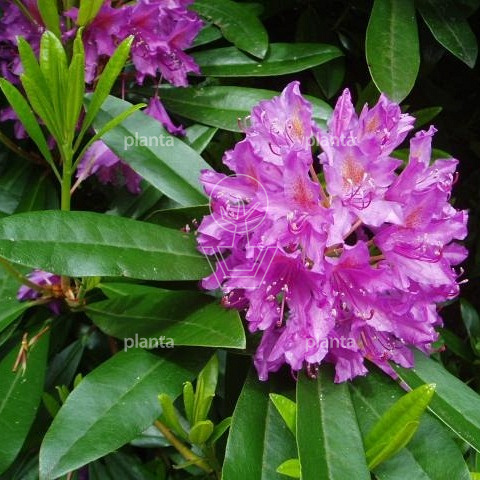 Rhododendron 'John Walter' Rhododendron 'John Walter' 60- 80, C20