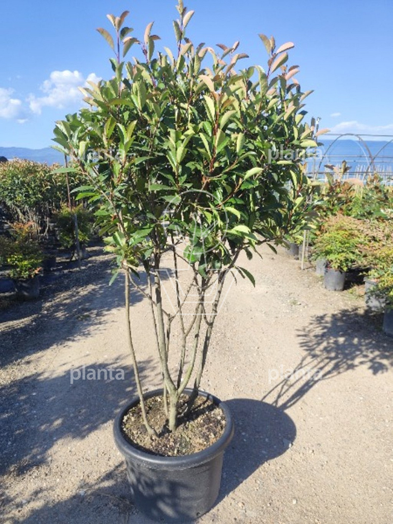 Photinia fraseri 'Red Robin' 150-175, CONT, MRSTAM | Planta