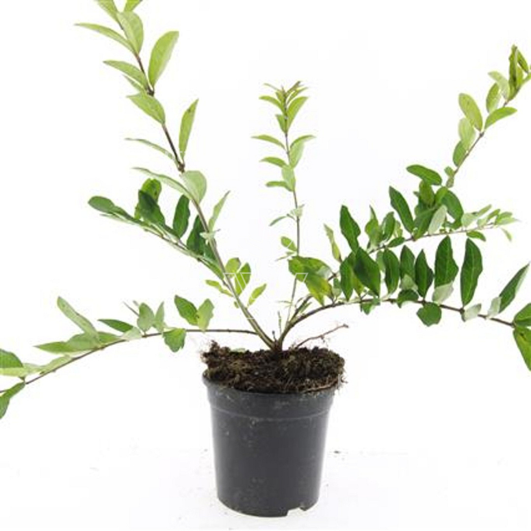 Ligustrum obtusifolium regelianum C1.5, LEV | Planta