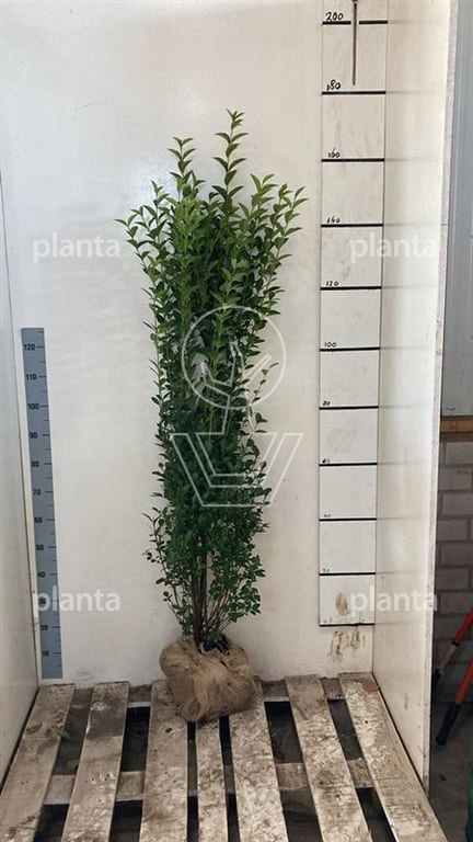 philodendron billietiae mature Philodendron billietiae – The Plant Lady SF main image 0