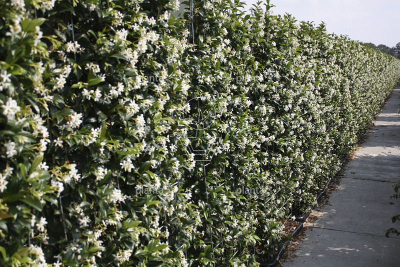 Trachelospermum jasminoides – Plantentuin
