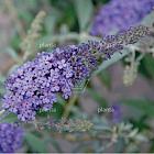 Buddleja davidii Buzz 'Blue Sky'