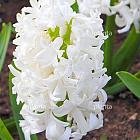Hyacinthus 'White Pearl'