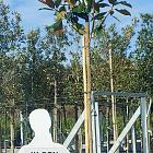 hoogstamboom, stamomtrek 12-14 cm, in pot