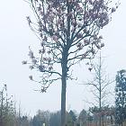hoogstamboom, stamomtrek 20-25 cm, in pot