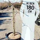 halfstamboom, kroondiameter 80-100cm, pot 50 liter