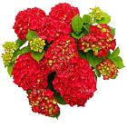 Hydrangea Forever & Ever Rood