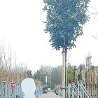 hoogstamboom, stamomtrek 8-10 cm, in pot