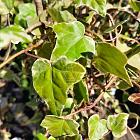 Hedera helix 'Margin. Elegantissima'