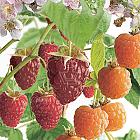 Rubus idaeus 'Quatro Framboos'