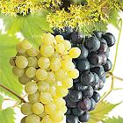 Vitis vinifera 'Duo-Druif'