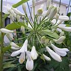 Agapanthus 'Polar Ice'