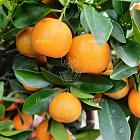 Citrus calamondin