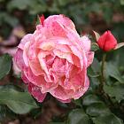 Rosa (F) 'Marie Curie'