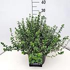 Pot 10 liter