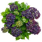 Hydrangea Forever & Ever Paars