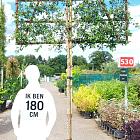 hoogstam leiboom, stamomtrek 14-16 cm, rek 150x150cm, in pot