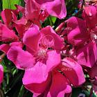 Nerium oleander ROOD