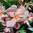 Nerium oleander ROZE