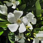 Nerium oleander WIT