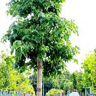 hoogstamboom, stamomtrek 18-20 cm, in pot
