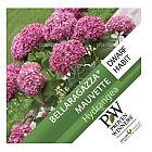 Hydrangea arborescens 'Bella Ragazza Mauvette'