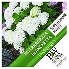 Hydrangea arborescens 'Bella Ragazza Blanchetta'