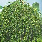hoogstamboom, stamomtrek 16-18 cm, in pot