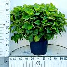 solitaire plant, pot 35 liter