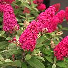 Buddleja davidii 'Little Ruby'