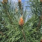 Pinus sylvestris 'Norska'