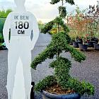 bonsaivorm, 140 tot 160 cm hoog, in pot