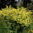 Ligustrum 'Vicaryi'