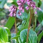 Bergenia 'Wintermärchen'