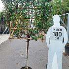 leiboom, stam 80 cm hoog, rek (BxH) 100 x 120 cm, in pot