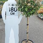halfstamboom, kroondiameter 60-70 cm, in pot