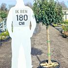 halfstamboom, bolvorm, kroondiameter 50-60cm, pot 30 liter