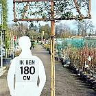 leiboom, stam 180cm hoog, rek 120x120cm, in pot