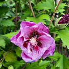Hibiscus sinensis 'Flower Tower Purple'