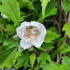 Hibiscus sinensis 'Flower Tower White'