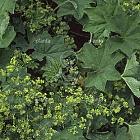 Alchemilla xanthochlora