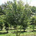 400 tot 450 cm hoog, meerstammig, draadkluit