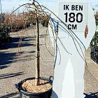 halfstamboom, kroondiameter 80-100cm, pot 50 liter