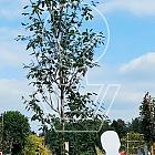hoogstamboom, stamomtrek 10-12 cm, in pot