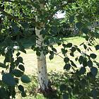 hoogstamboom, stamomtrek 12-14 cm, draadkluit