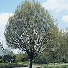 laag vertakte boom, stamomtrek 16-18 cm, draadkluit