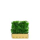 Quick Hedge Haagelement 100cm lang x 80cm hoog